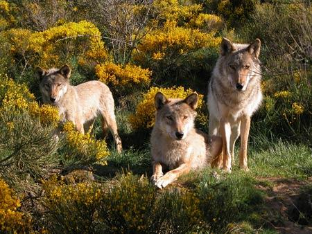 Les loups du Gévaudan en Margeride
