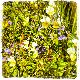 Les violettes sauvages ©OTLangogneHautAllier