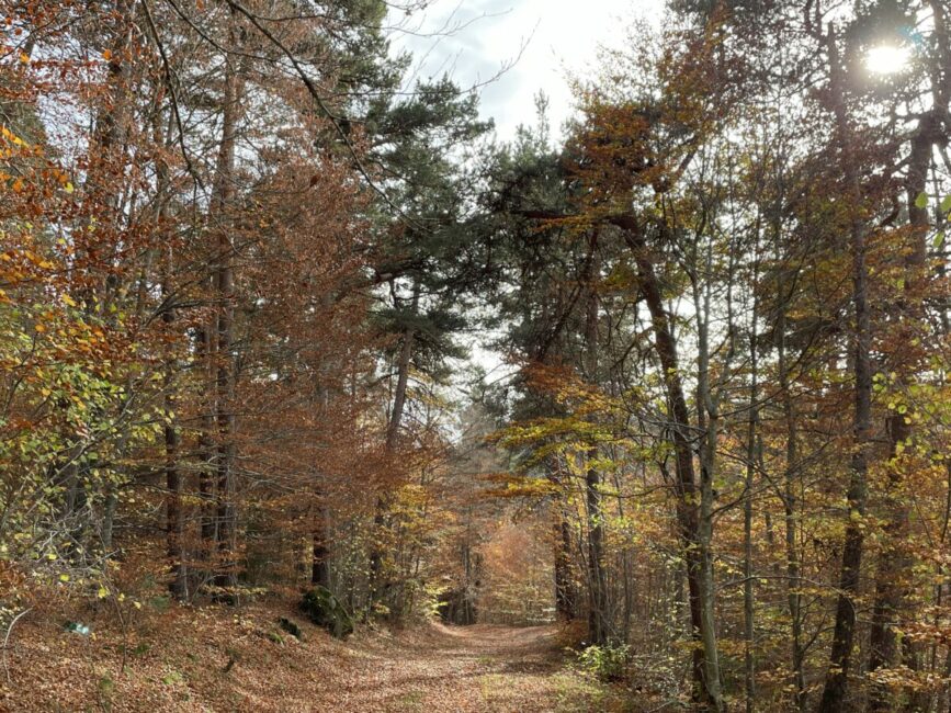 Image 1 : Circuit du Chapeauroux - VTT n°11