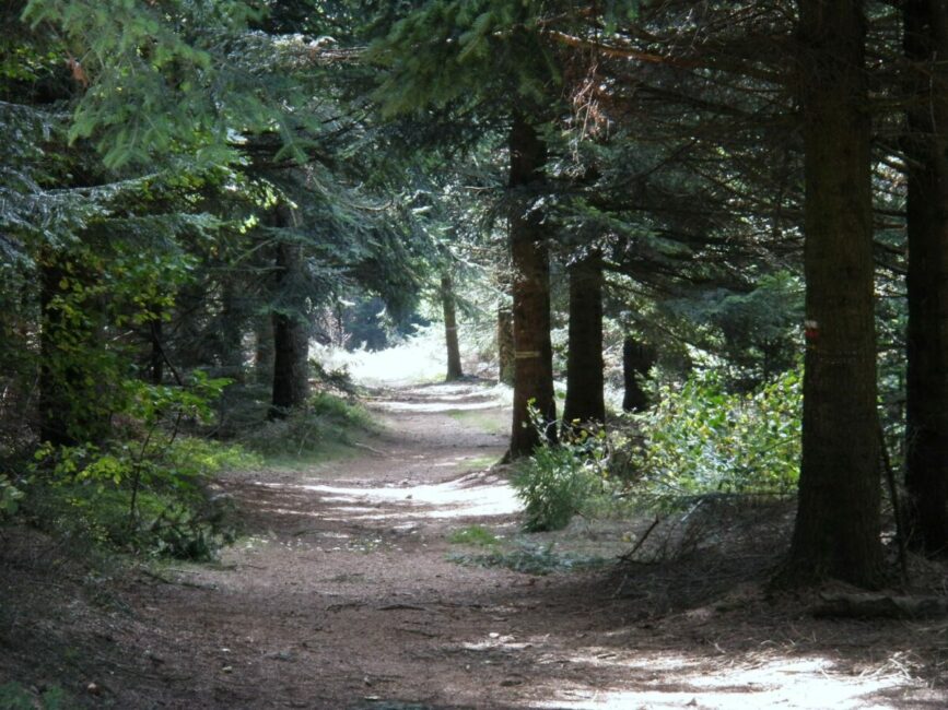 Image 3 : ETANG DE L'AURADOU