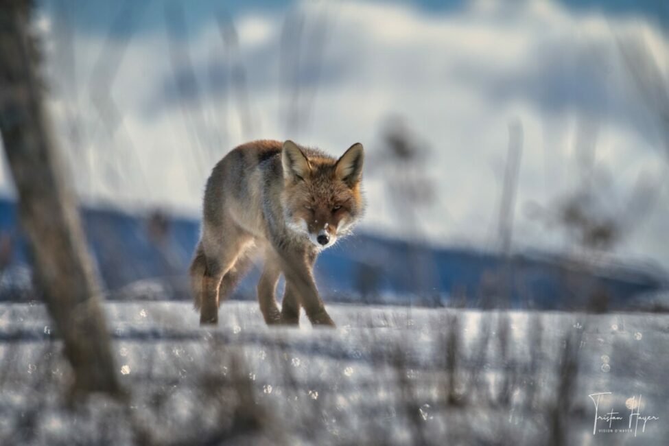 Image 0 : EXPOSITION PHOTOGRAPHIES