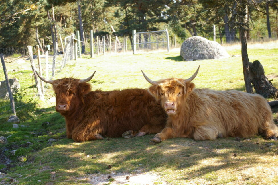 Image 1 : FERME LA TOISON D'OR