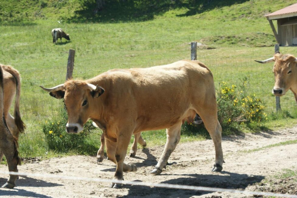 Image 0 : LA FERME BIO DU GEVAUDAN