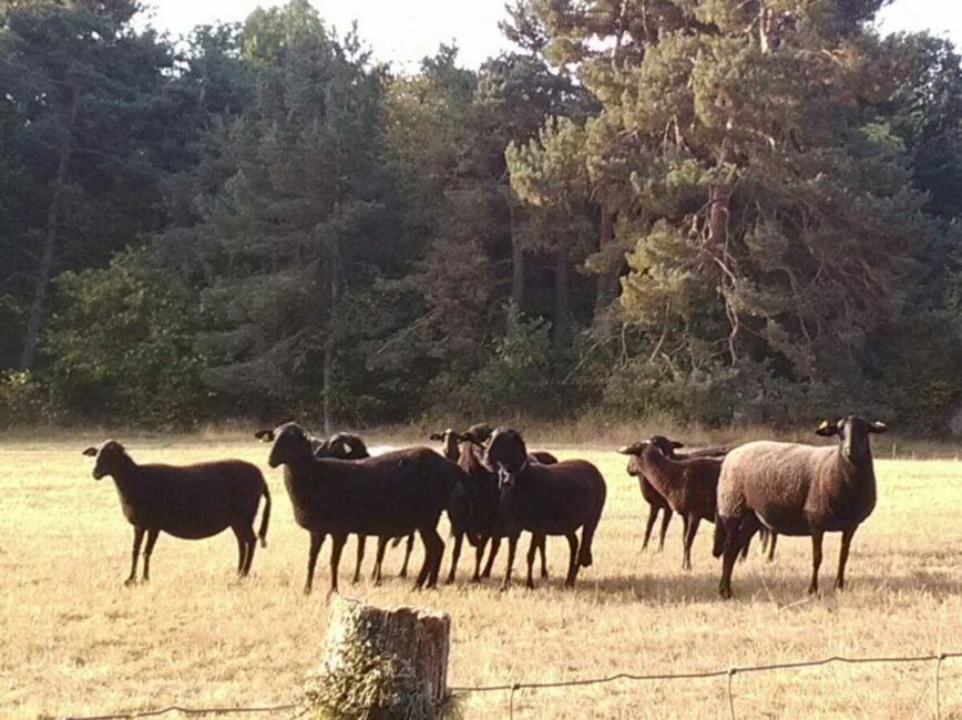 Image 0 : LA FERME DE PRADELOU