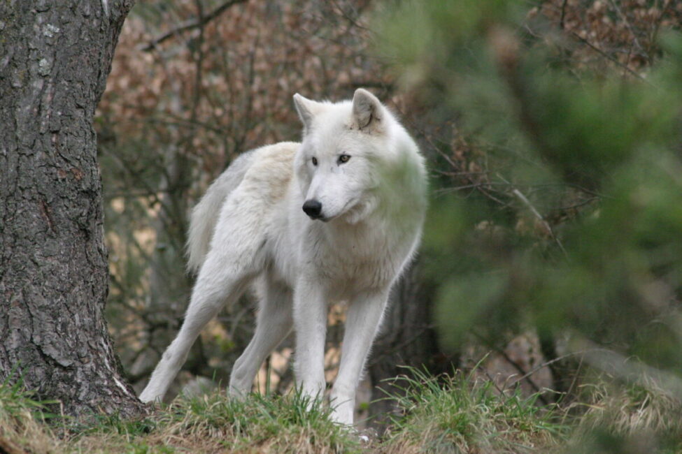 Image 0 : PARC DES LOUPS DU GEVAUDAN