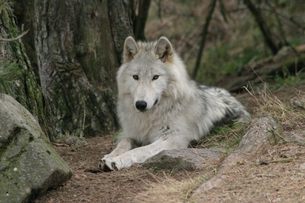 Image 4 : PARC DES LOUPS DU GEVAUDAN