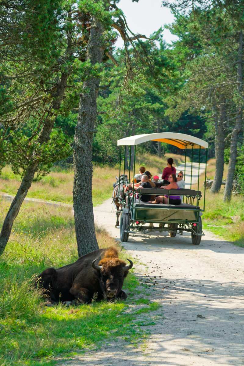 Image 2 : RESERVE DES BISONS D'EUROPE