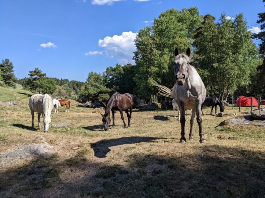 Image 0 : BALADE A CHEVAL ET APERO AU BORD DU LAC