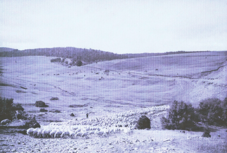 Image 0 : BALADE ANIMÉE - MERCOIRE D'AUTREFOIS, PAYS DE TRANSHUMANCE