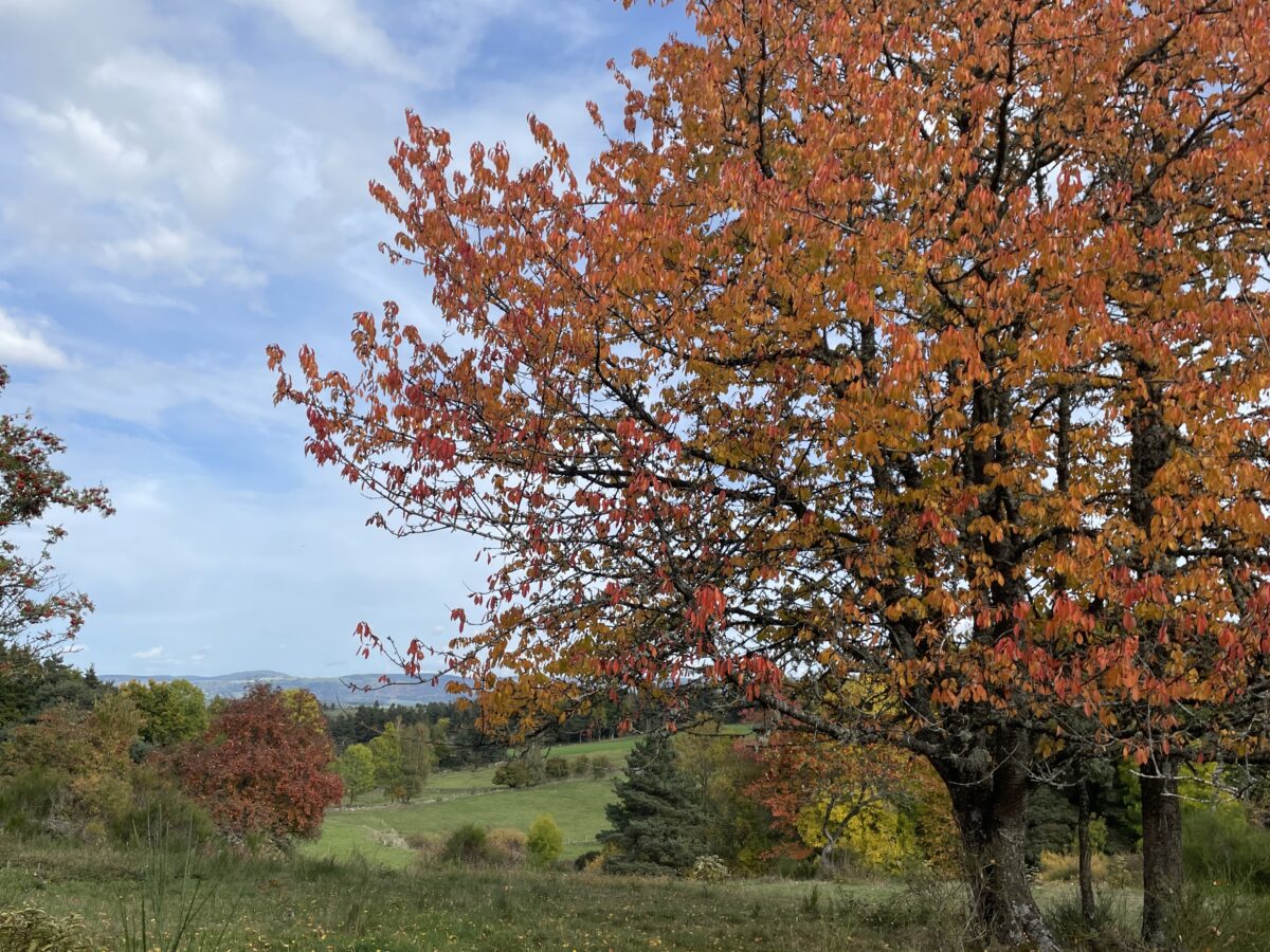 Image 4 : Circuit de Bessettes - VTT n°6
