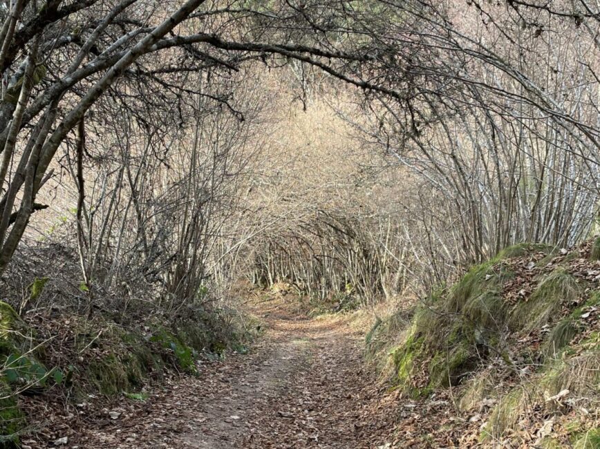 Image 1 : Circuit de la Reisse