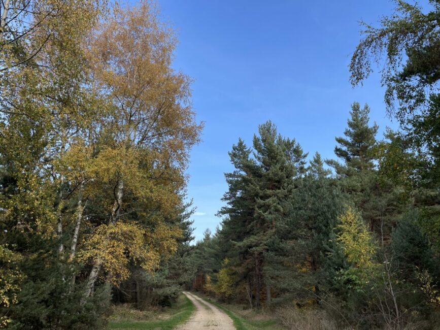 Image 0 : Circuit du Chapeauroux - VTT n°11