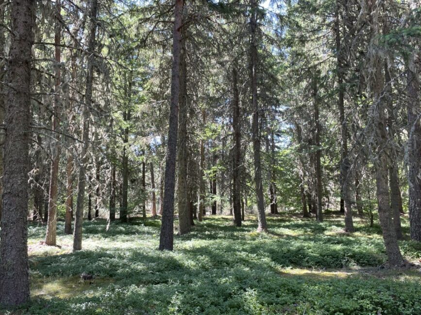 Image 2 : Circuit du Château - VTT n°12