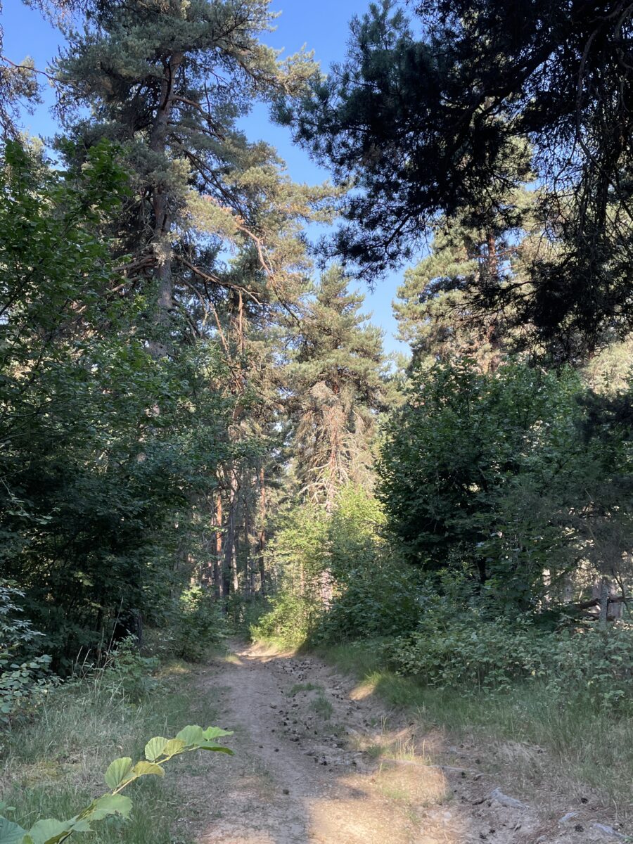 Image 2 : Circuit du Ras Chambon - VTT n°8