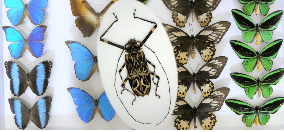 Image 0 : CONFÉRENCE "LA COLLECTION DE MONSIEUR PUECH"