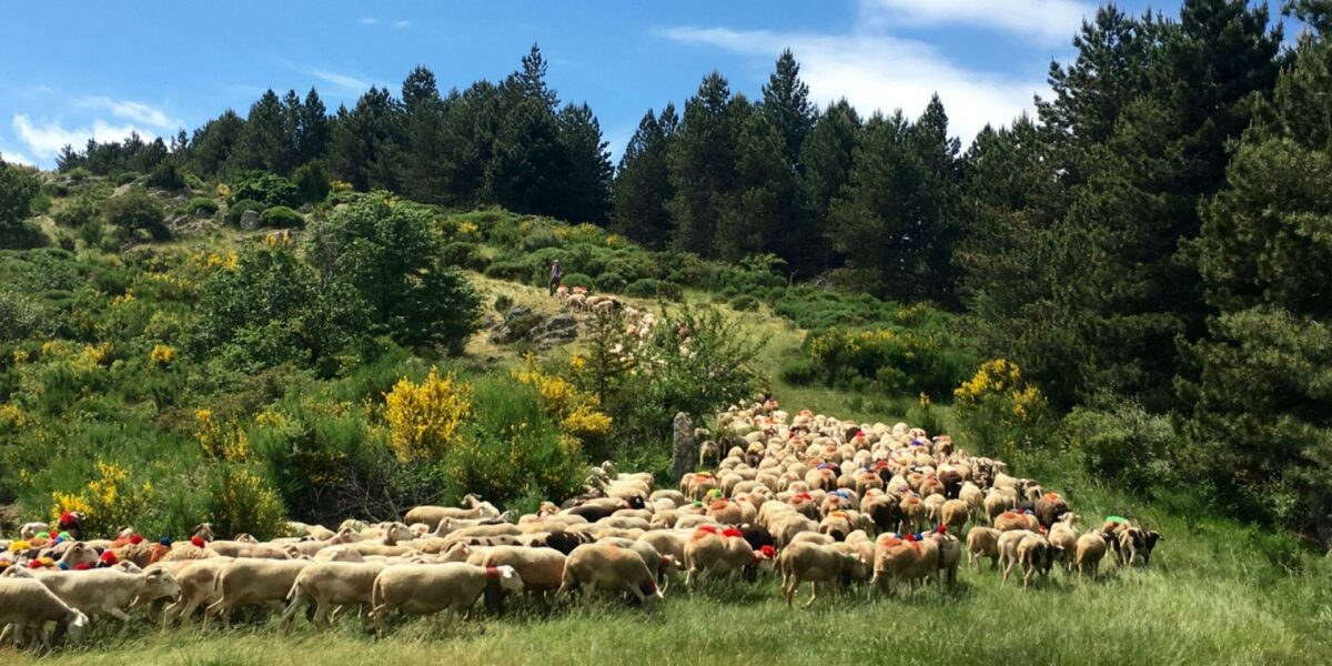 Image 2 : CONFÉRENCE - LA TRANSHUMANCE OVINE SUR LES HAUTES TERRES DU GÉVAUDAN