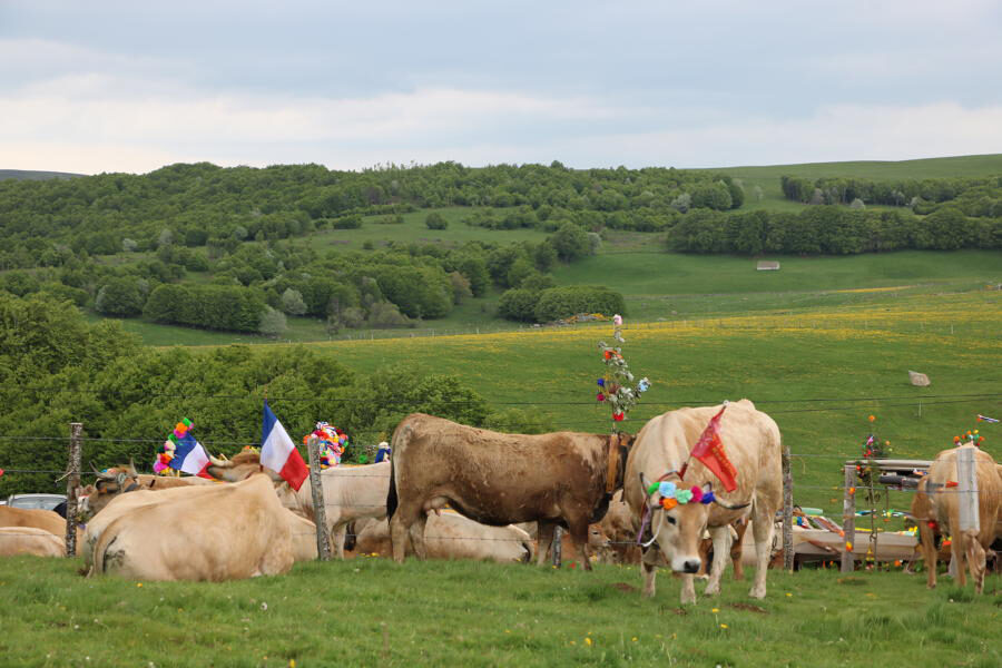 Image 0 : CONFÉRENCE - LA TRANSHUMANCE SUR LES HAUTES TERRES DU GÉVAUDAN