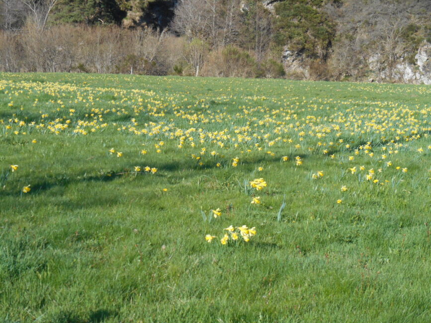 Image 0 : CONFÉRENCE - RECONNAITRE LES PLANTES DE LA NATURE