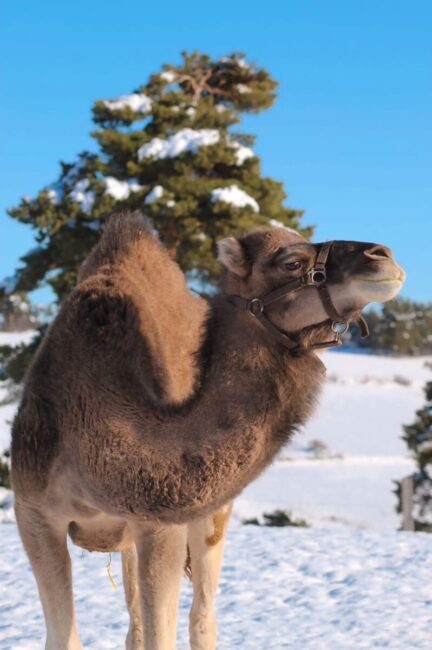 Image 3 : DROMAZÈRE