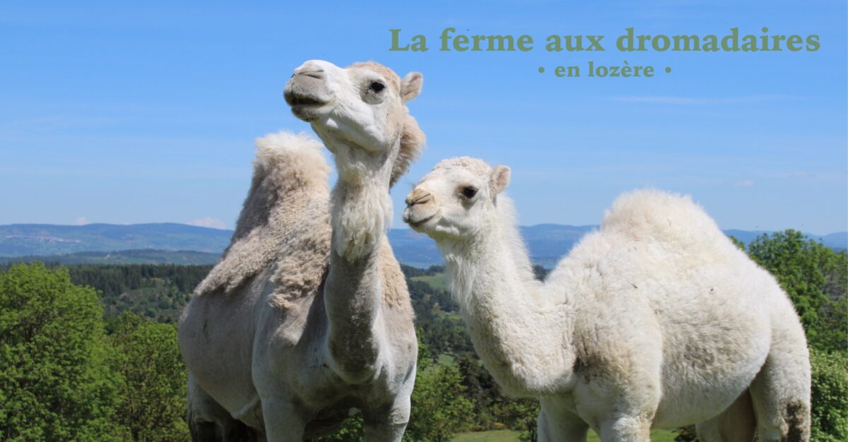 Image 2 : DROMAZÈRE