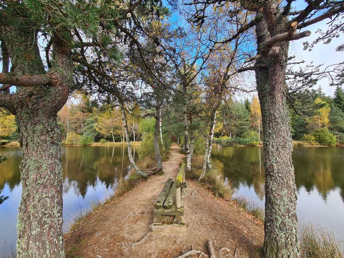 Image 3 : ETANG DE L'AURADOU