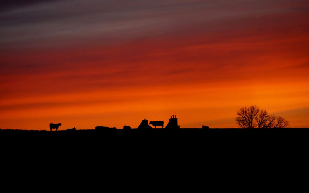 Image 2 : EXPOSITION PHOTOS - LOZÈRE, DANS L'INTIMITÉ DE LA VIE SAUVAGE