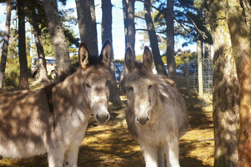 Image 1 : FERME LA TOISON D'OR