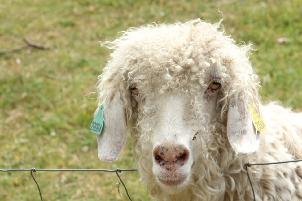 Image 4 : FERME LA TOISON D'OR