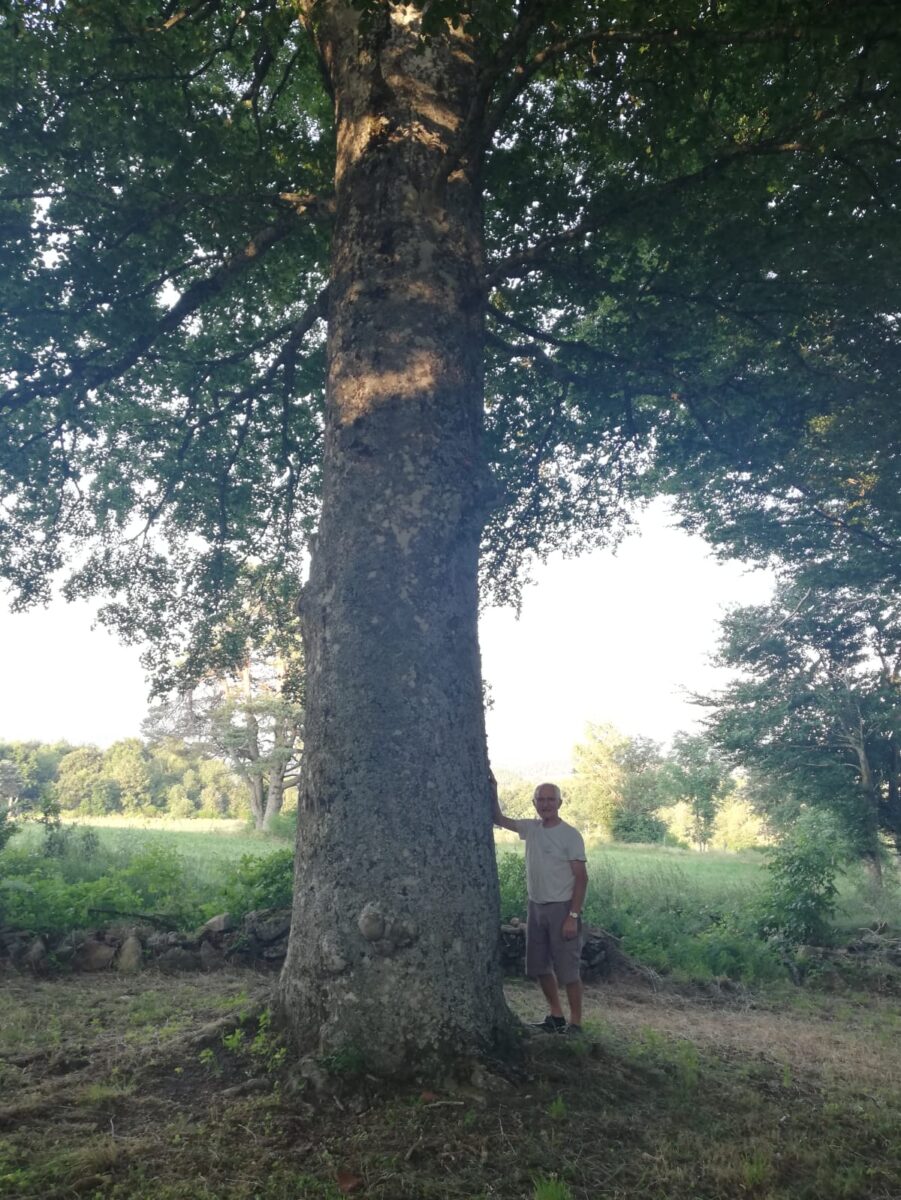 Image 2 : HÊTRE D'ESFAGOUX
