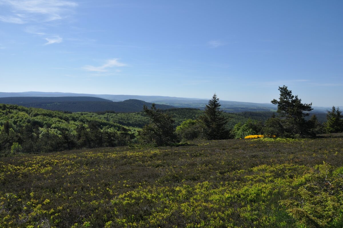 Image 2 : LAUBERT - LUC
