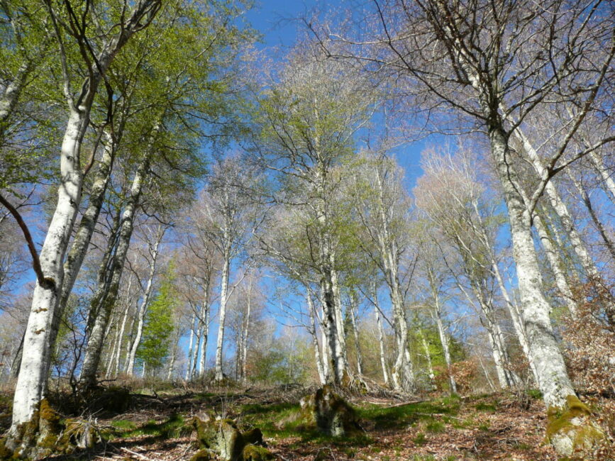 Image 0 : PETITS CHEMINS DANS LA GRANDE FORÊT