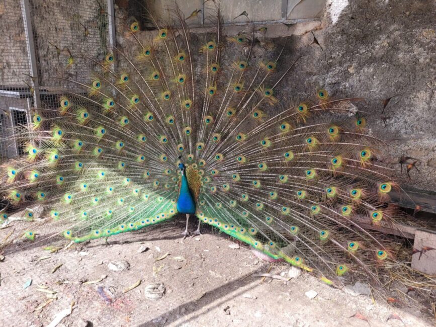 Image 0 : LA FERME ENCHANTÉE
