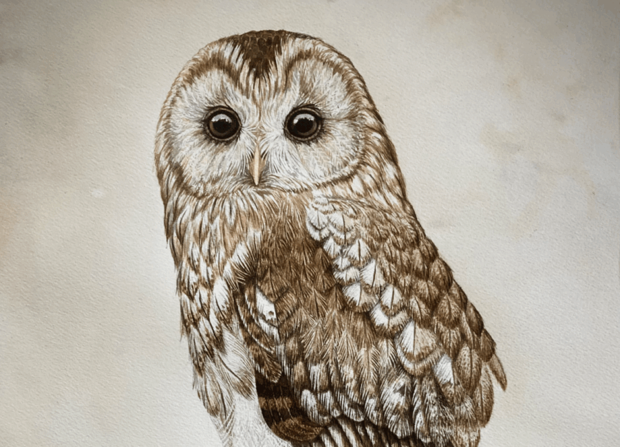 Image 0 : LA NATURE EN AQUARELLES