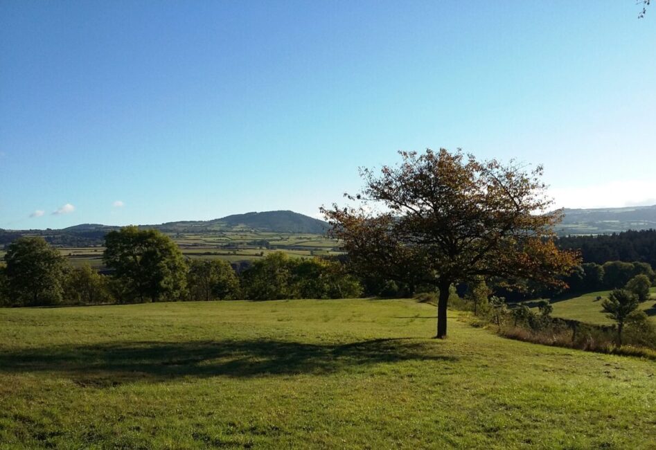 Image 1 : LES GENÊTS