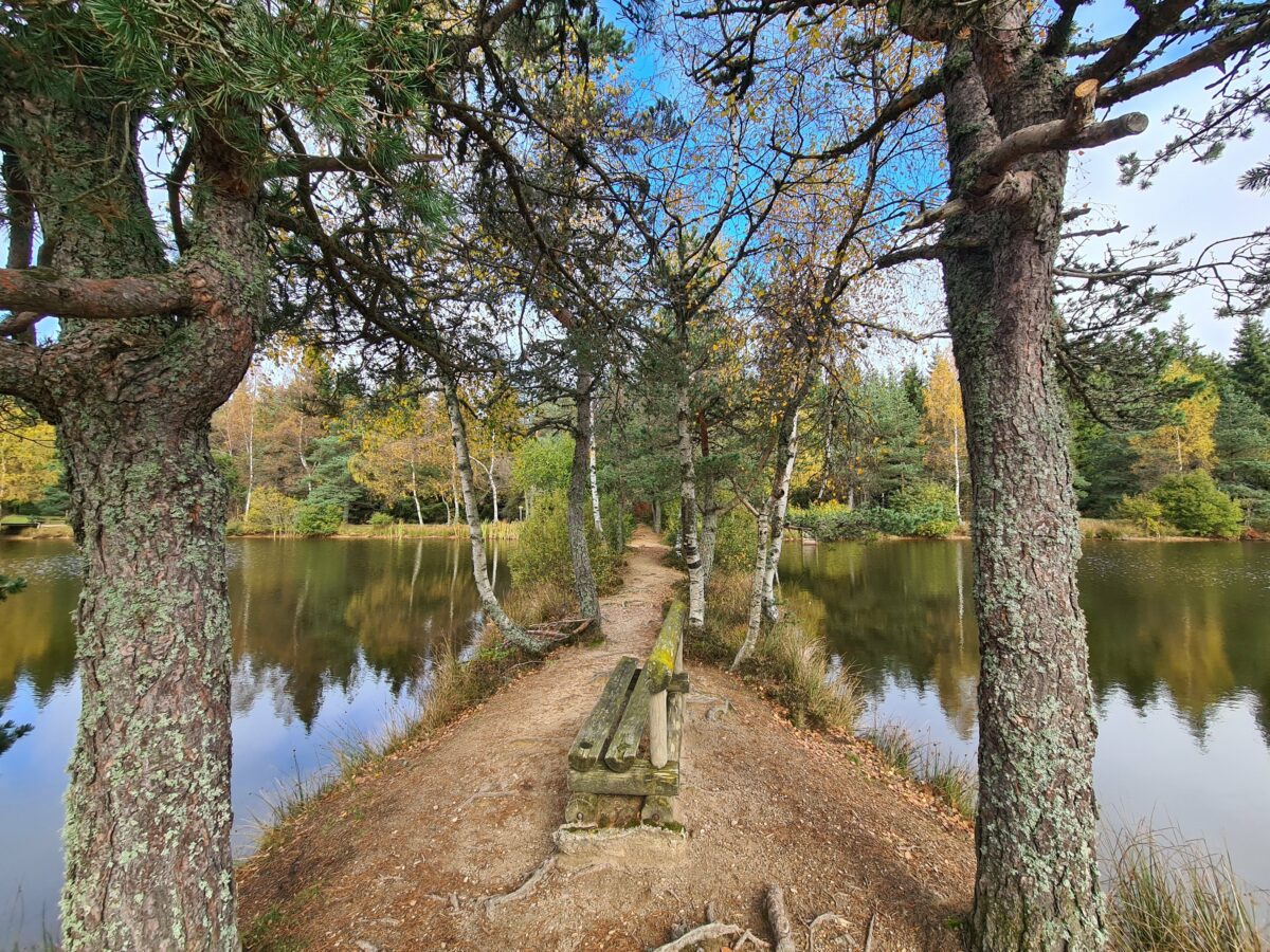 Image 3 : ETANG DE L'AURADOU