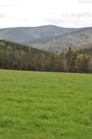 Image 4 : FORET DE MERCOIRE