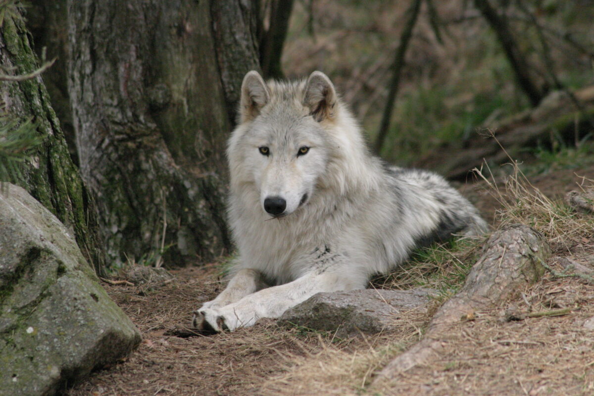 Image 2 : PARC DES LOUPS DU GEVAUDAN