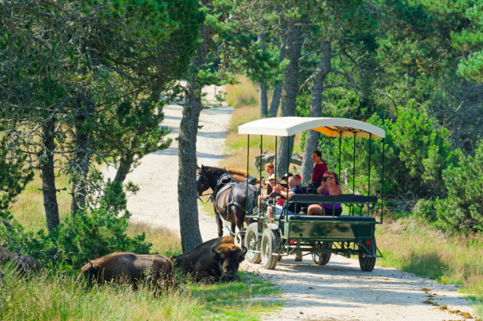 Image 0 : RESERVE DES BISONS D'EUROPE