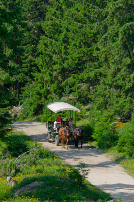 Image 2 : RESERVE DES BISONS D'EUROPE