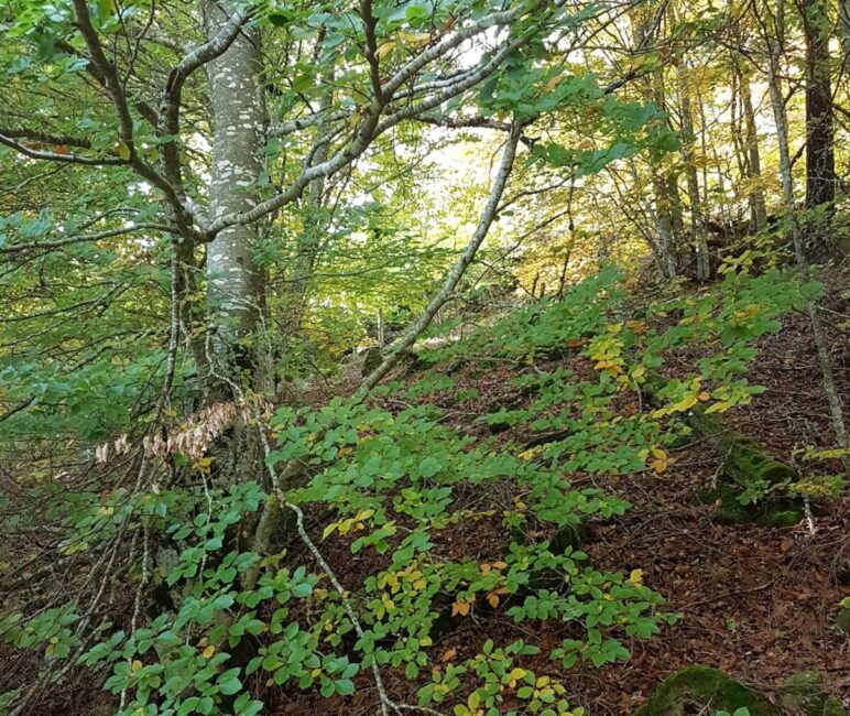 Image 0 : RETRAITE ESTIVALE - YOGI DES BOIS