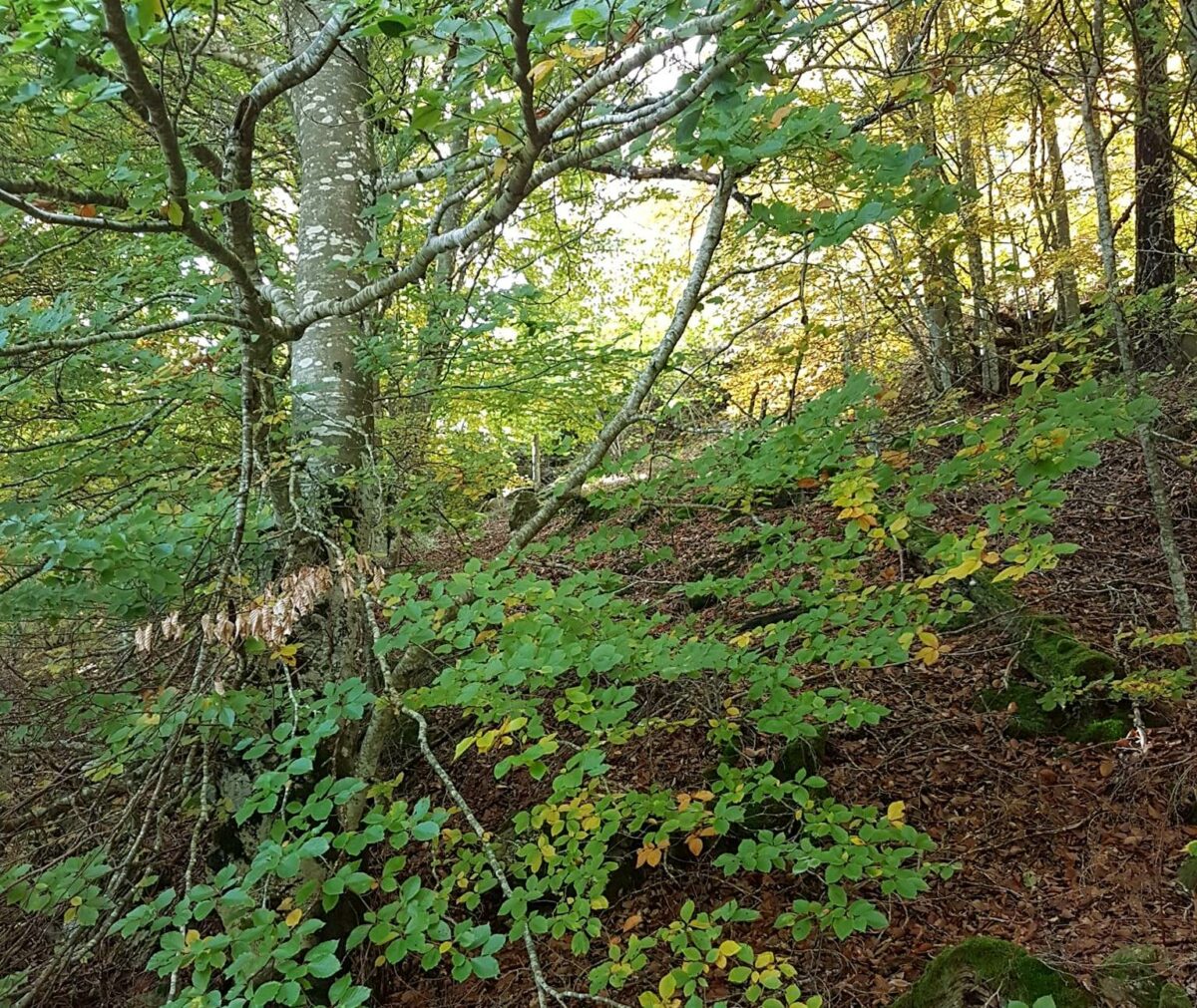 Image 2 : STAGE YOGA D'AUTOMNE