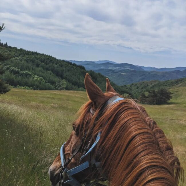 Image 4 : STAGES D'ÉTÉ AUX ÉCURIES DE PALHERES