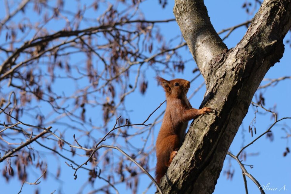Image 0 : VOISINS-VOISINES : À POIL, À PLUME, ILS HABITENT AVEC NOUS !